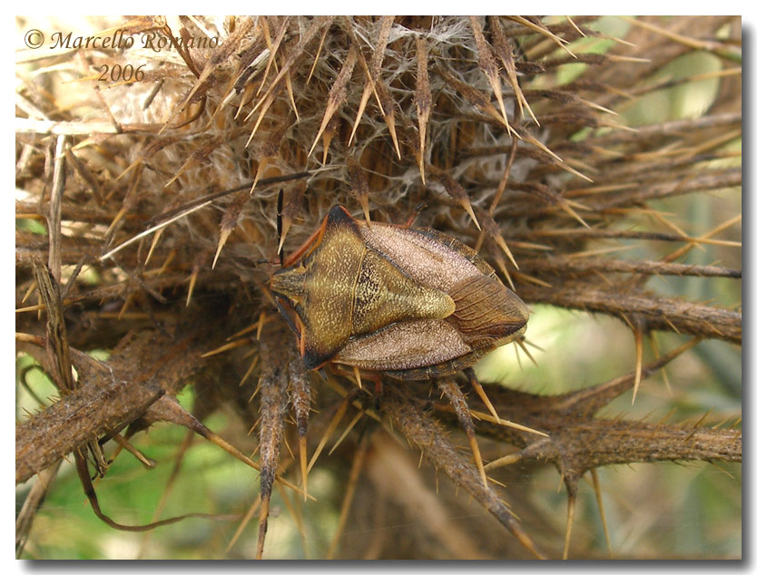 Un Carpocoris mediterraneus atlanticus ben mimetizzato